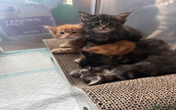 Maine Coon cats for sale: Maine coons - Image 7