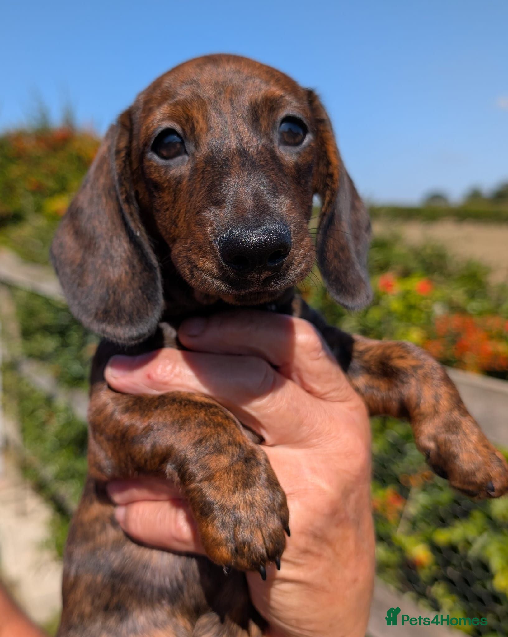Miniature Dachshund dogs Miniature Brindle Dachshund Puppies - Advert 1