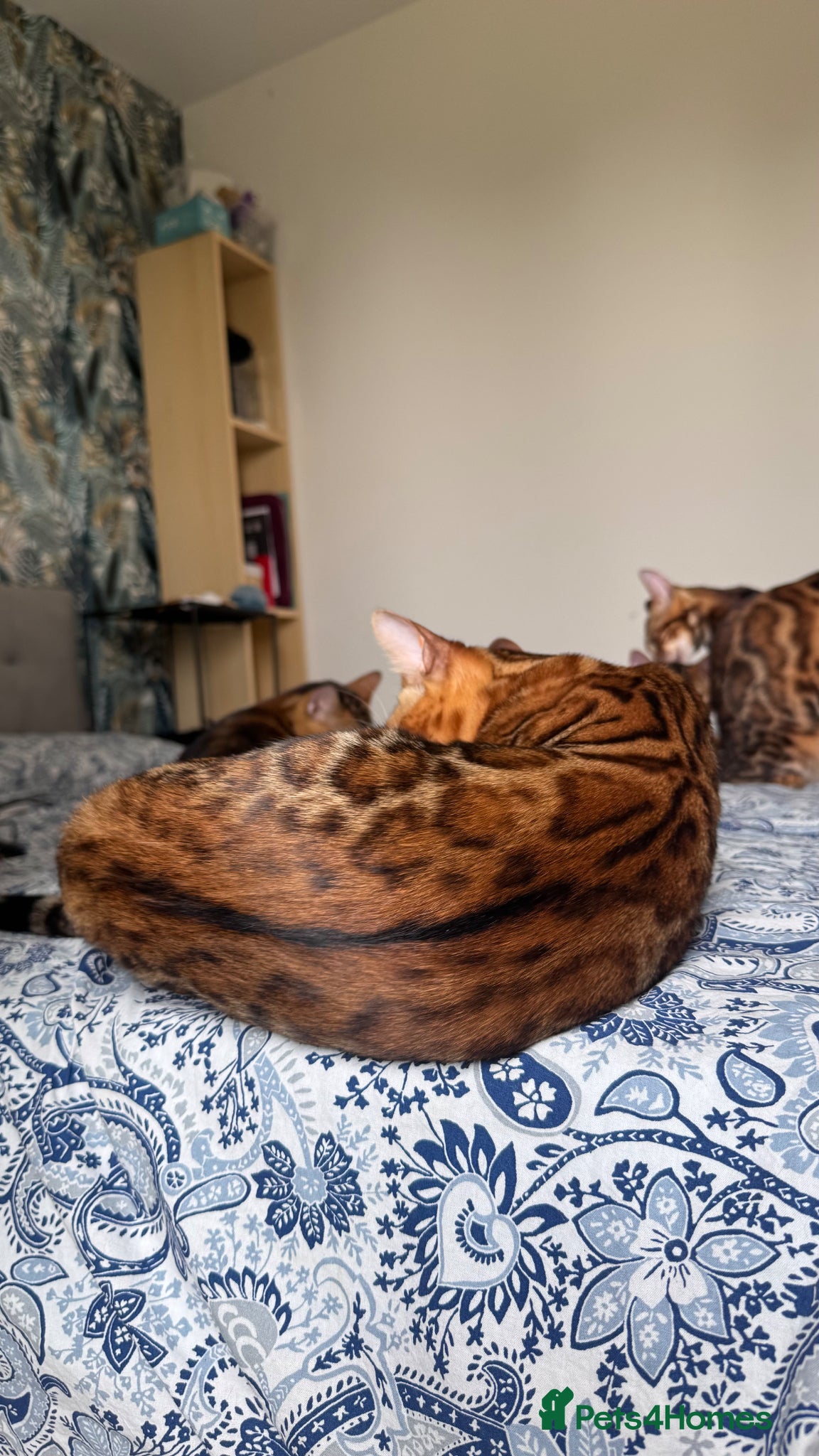 Bengal cats for sale: TICA Bengal cats adorable educated with kid NO UK  in London - Advert 36