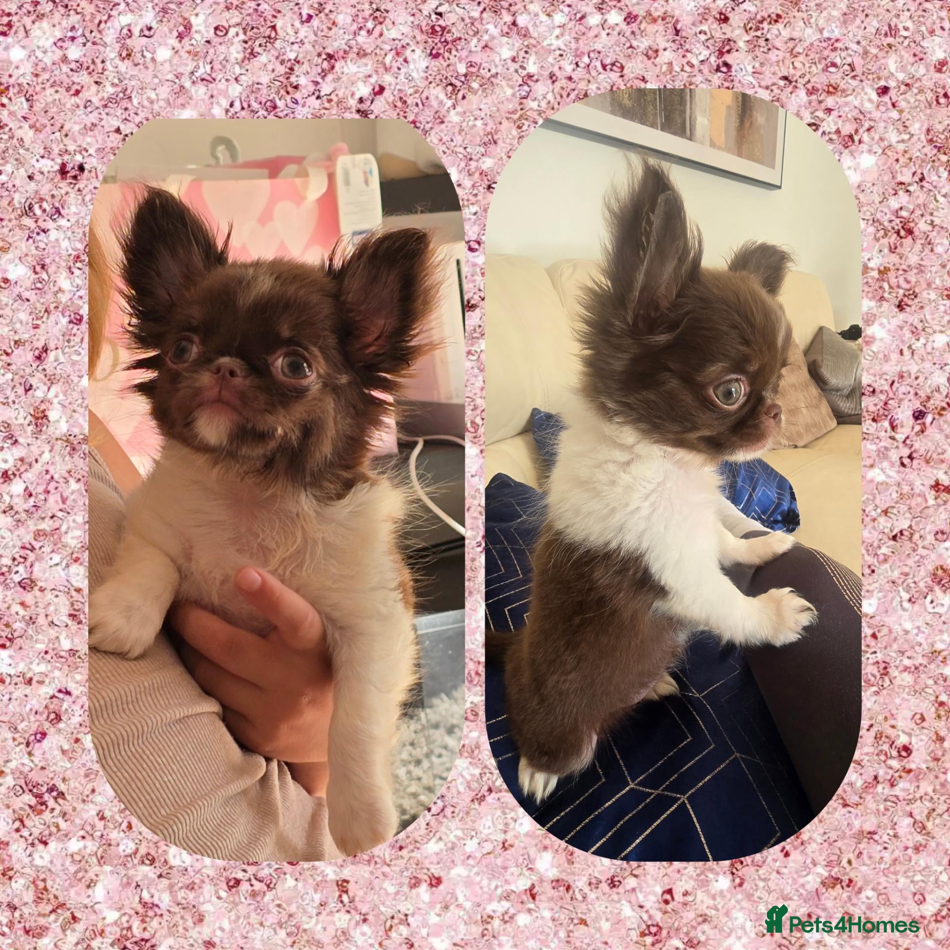 Chihuahua dogs 🌟🌟Ready now! Outstanding chihuahua longcoat 🌟🌟 - Advert 1