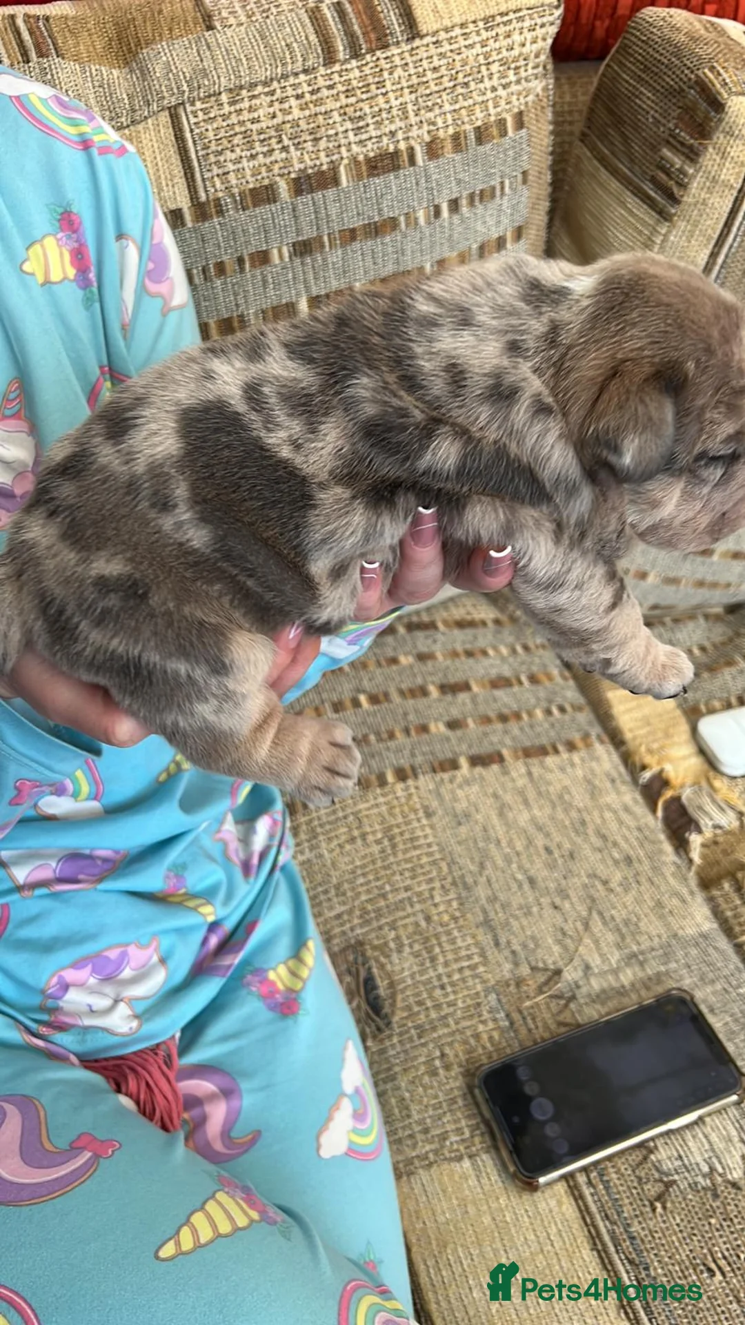 English Bulldog dogs for stud: Proven English Bulldog Stud - Blue Tri Merle in Romford - Advert 19