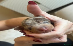 Miniature Dachshund dogs for sale: Beautiful litter of miniature dachshund  - Advert 27