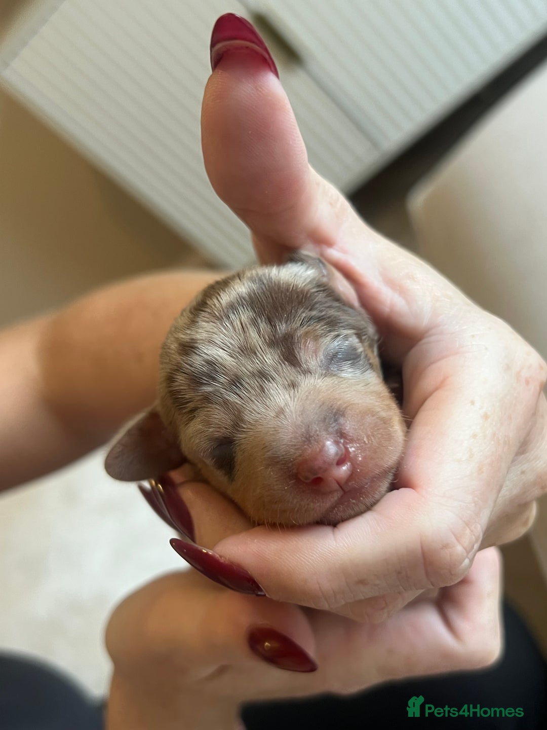 Miniature Dachshund dogs for sale: Beautiful litter of miniature dachshund  - Advert 27