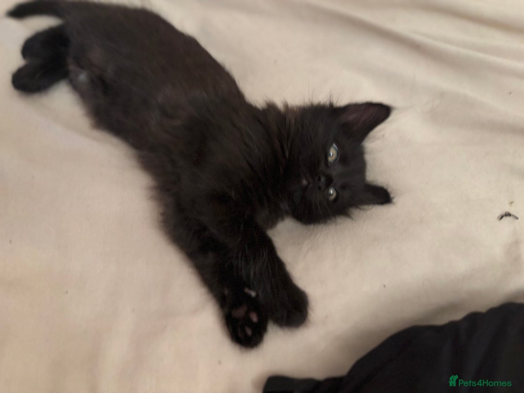 Mixed Breed cats for sale: 4 beautiful kittens for sale  - Image 7