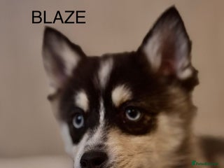 Pomsky dogs 3 Boys leftStunning Blue eyed F4 Pomsky pups - Advert 14