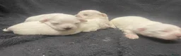 Maltese dogs for sale: 4 Maltese Puppies - Advert 8