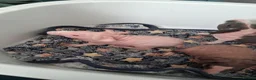 Guinea Pig rodents for sale: Female Skinny pigs  in Eastbourne - Advert 5