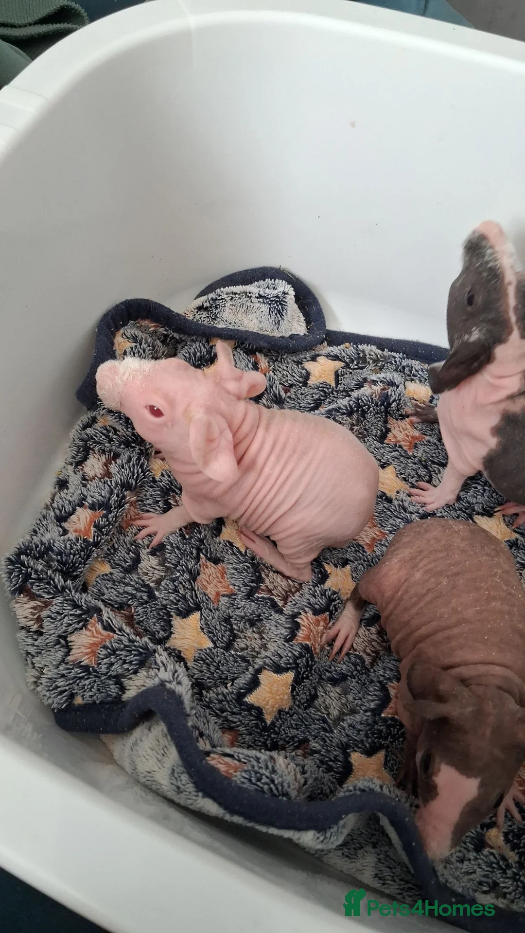 Guinea Pig rodents for sale: Female Skinny pigs  in Eastbourne - Advert 5