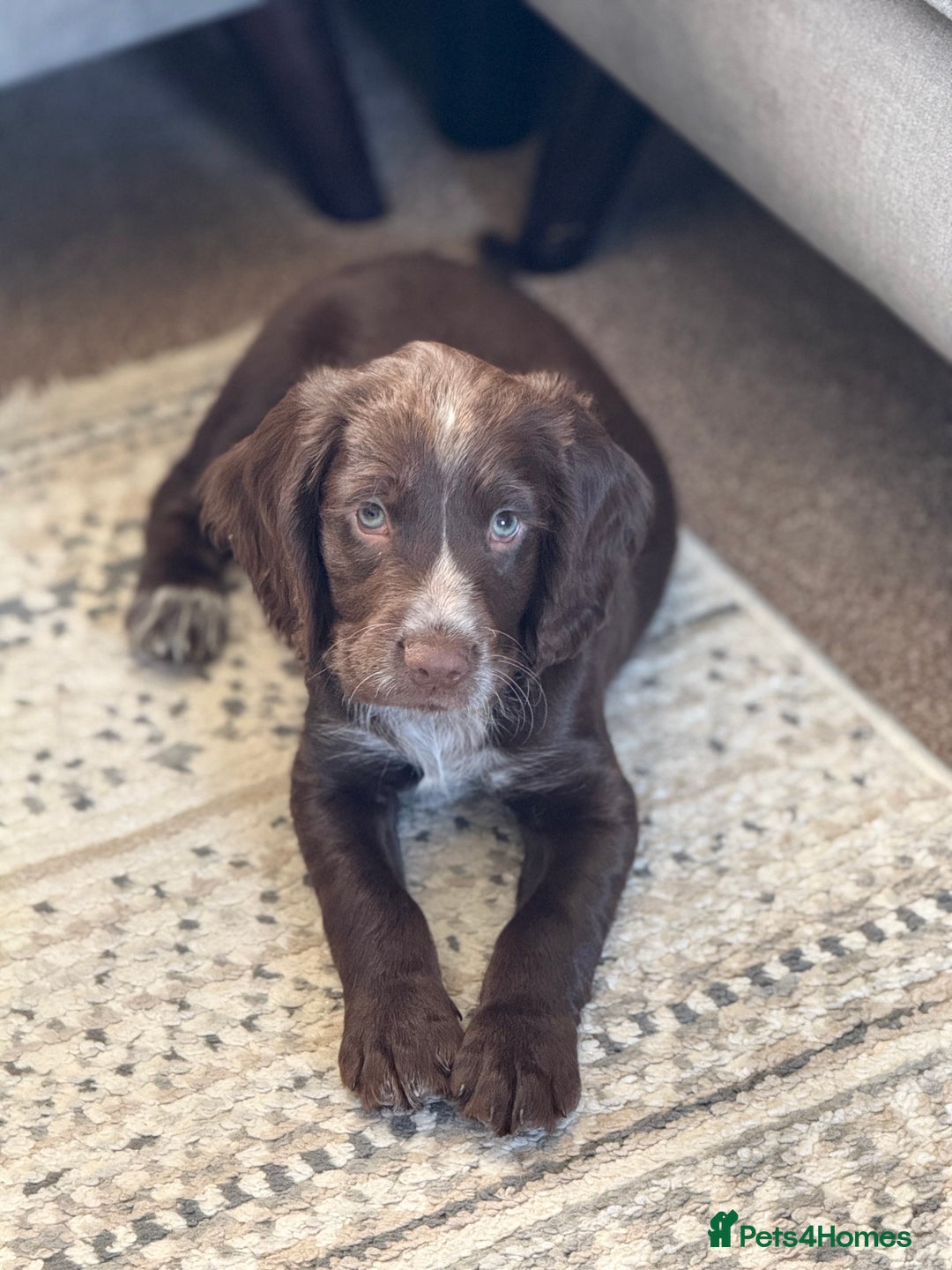 Cocker Spaniel dogs for sale: 6-month old cocker spaniel - Image 8