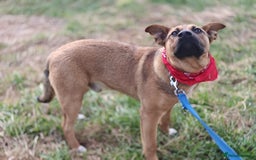 Mixed Breed dogs for adoption: 💙Lord – a 7-month-old lower-medium boy💙 - Advert 5