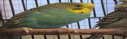 Budgerigars birds for sale: Hens for breeders - Advert 4