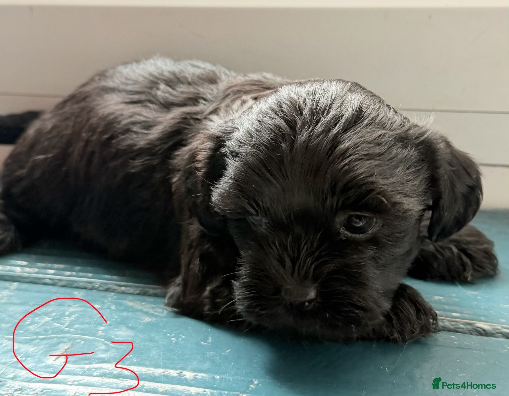 Mixed Breed dogs havanese and shitzu puppies - Advert 2