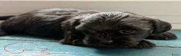 Mixed Breed dogs for sale: havanese and shitzu puppies - Advert 2