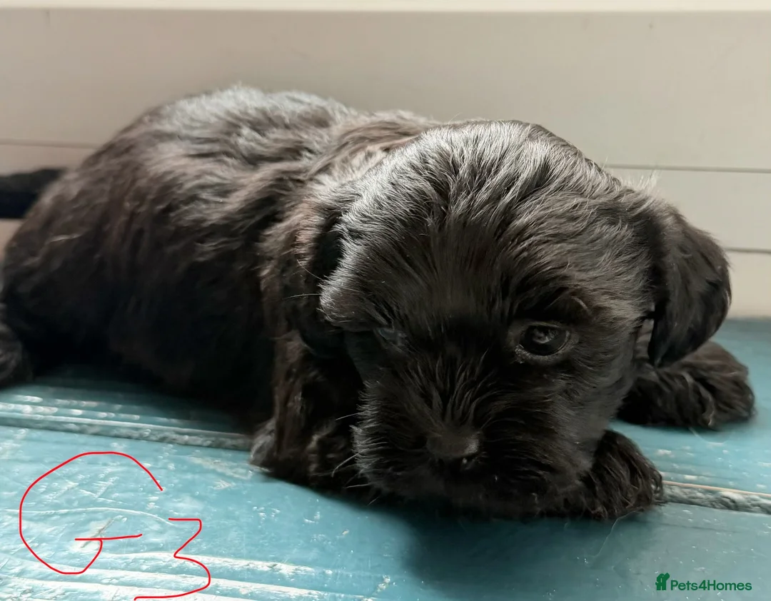 Mixed Breed dogs for sale: havanese and shitzu puppies - Advert 2