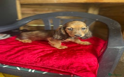 Miniature Dachshund dogs for sale: minature long haired daschund  - Image 10