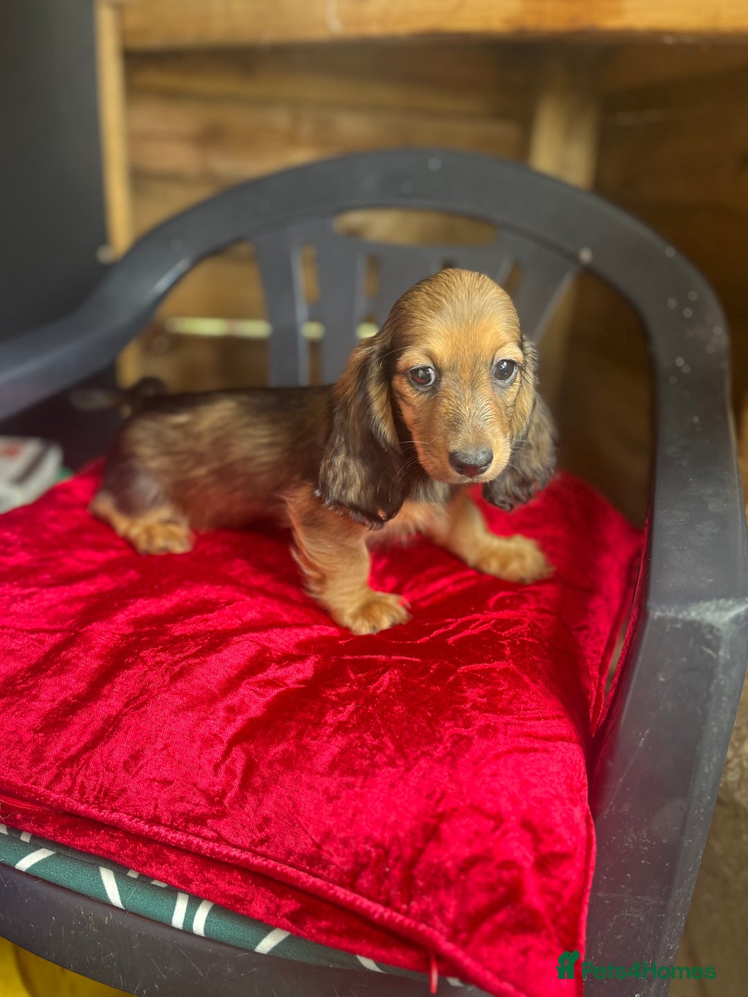 Miniature Dachshund dogs for sale: minature long haired daschund  - Image 10