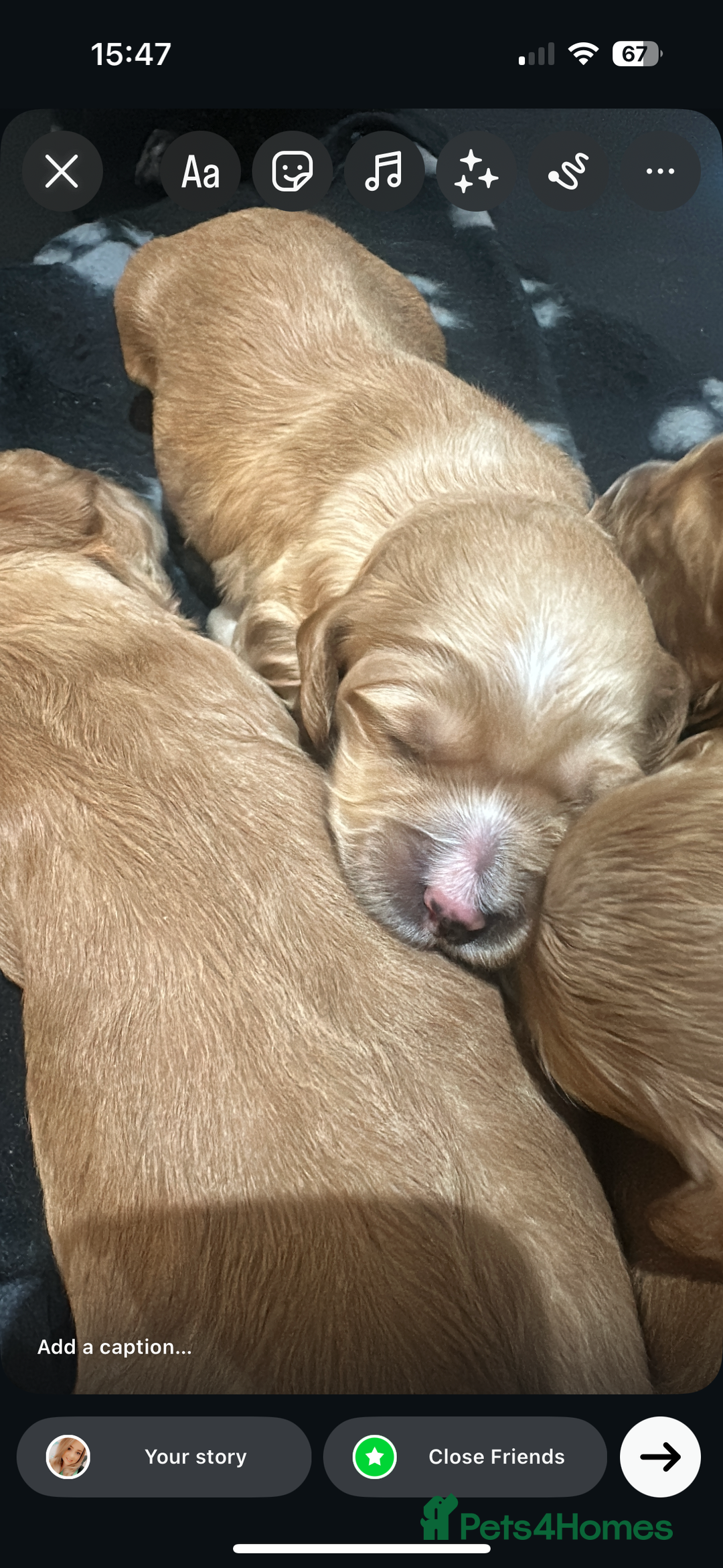 Cockapoo dogs for sale: Beautiful tiny cockapoos!  - Image 8