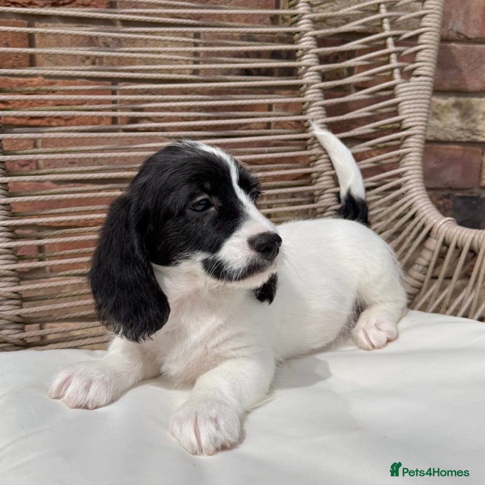 Mixed Breed dogs for sale: ⭐️⭐️Poogle Puppies (Beagle x Miniature Poodle)⭐️⭐️ - Advert 3