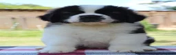 Saint Bernard dogs for sale: dcjkhsdk purebred Saint Bernard puppies for you in Cheltenham - Advert 3