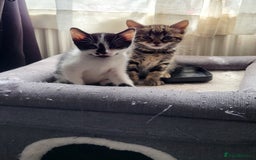 Mixed Breed cats for sale: Playful Kittens - Image 2