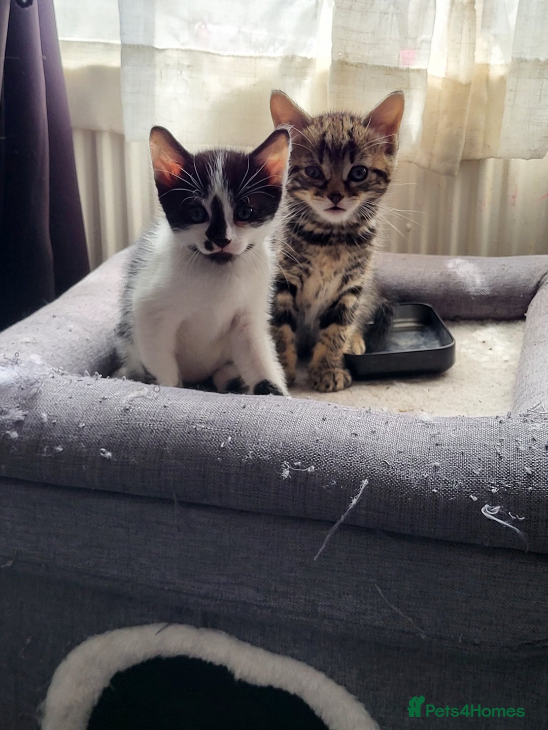 Mixed Breed cats for sale: Playful Kittens - Image 2