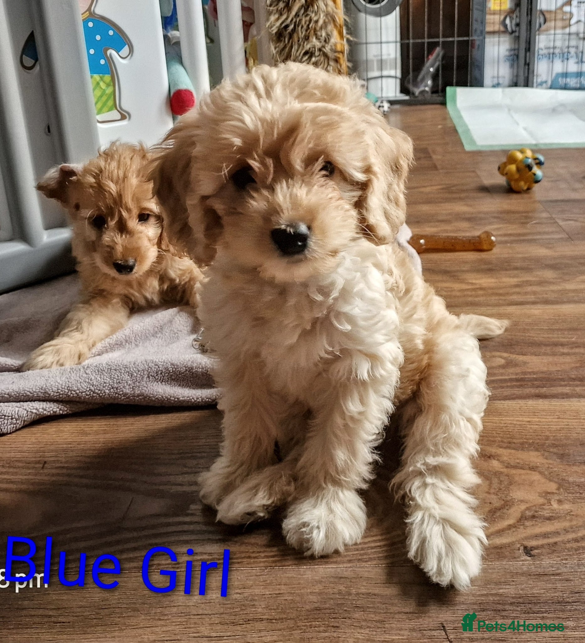 Goldendoodle dogs READY NOW  Mini Goldendoodle Puppies F1B  - Advert 2
