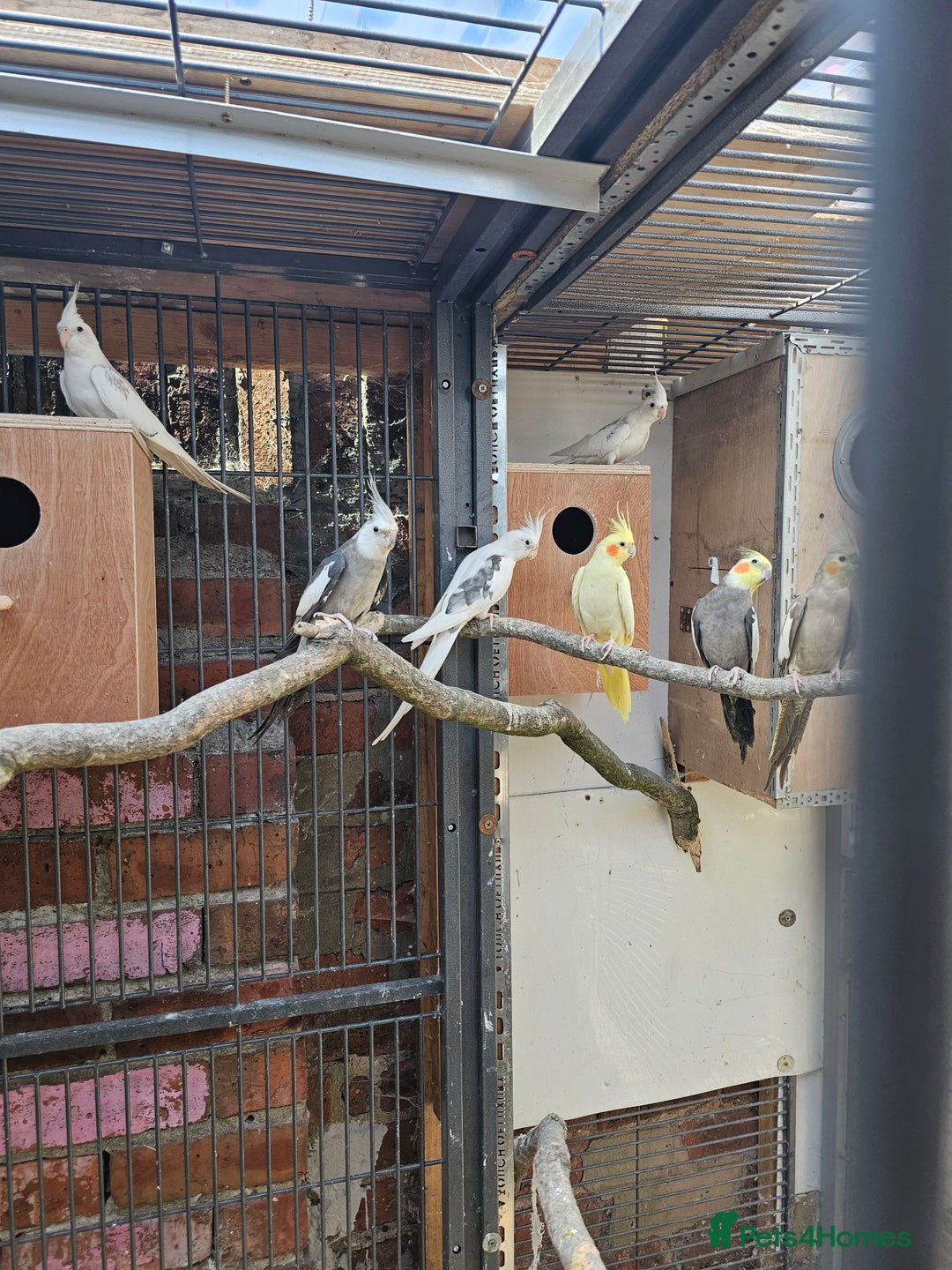Mixed Breed birds for sale: Indian ringneck  - Image 8