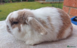 Mini Lop rabbits for sale: ☆ Orange Butterfly Doe ☆ - Image 3