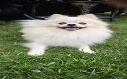 Pomeranian dogs for sale: Pomeranian for sale - Image 1