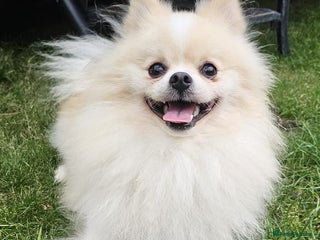 Pomeranian dogs - Advert 11