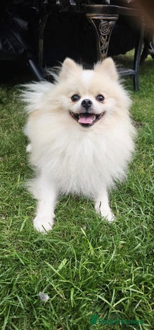 Pomeranian dogs - Advert 2