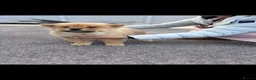 Chow Chow dogs for sale: Lsst Female chow chow puppy of litter  in Barnsley - Advert 3