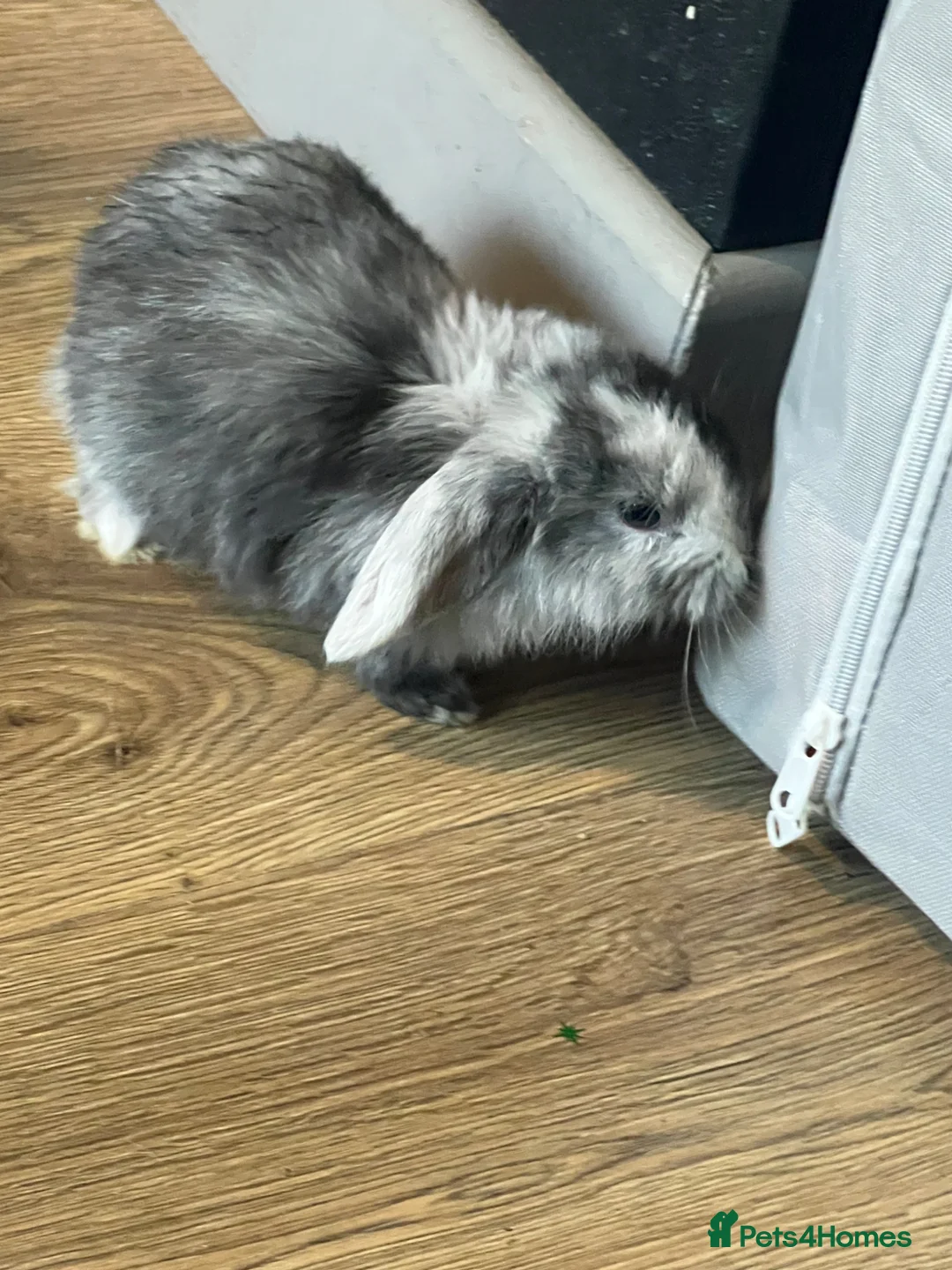 Mixed Breed rabbits for sale: 4 lovely coloured Kits  - Advert 2