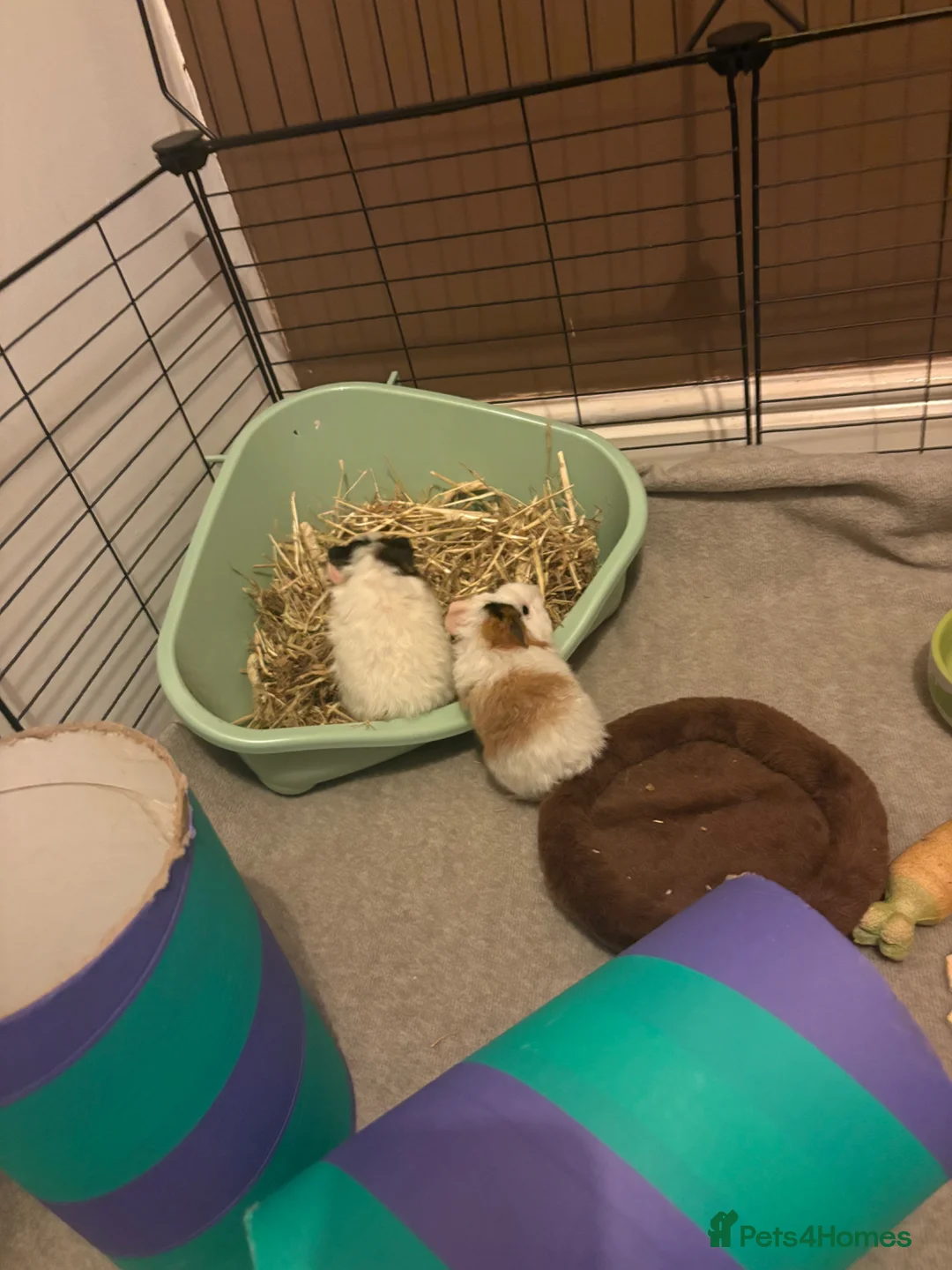 Guinea Pig rodents for sale: 2 baby female. 1 adult male 1 adult female - Advert 1