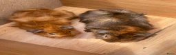 Guinea Pig rodents for sale: Beautiful Baby Guinea Pig Boy Pairs  - Advert 6