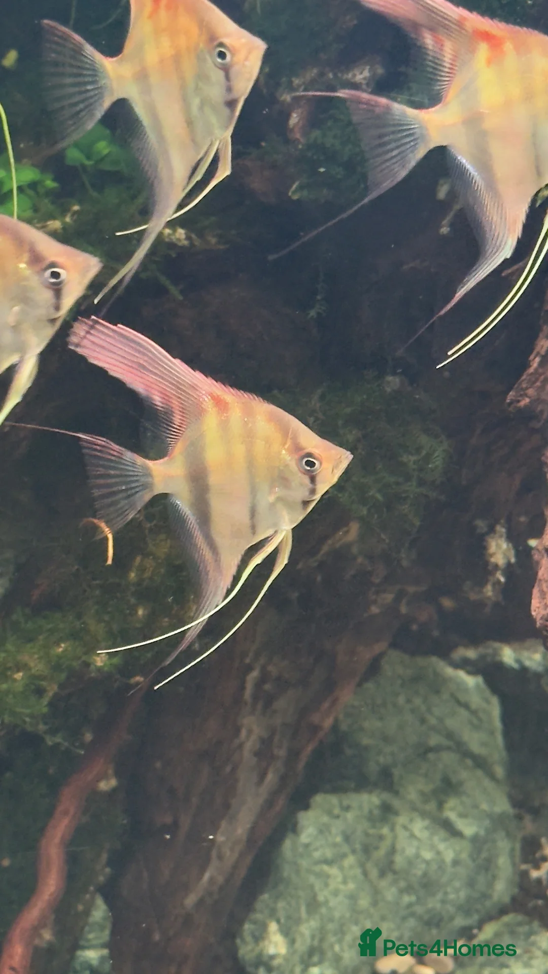 Angelfish fish for sale: Manacapuru Red Back Angelfish  in Stockton-on-Tees - Advert 2
