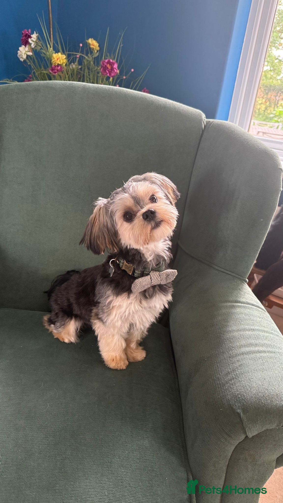 Morkie dogs Beautiful morkie boy available  - Advert 1