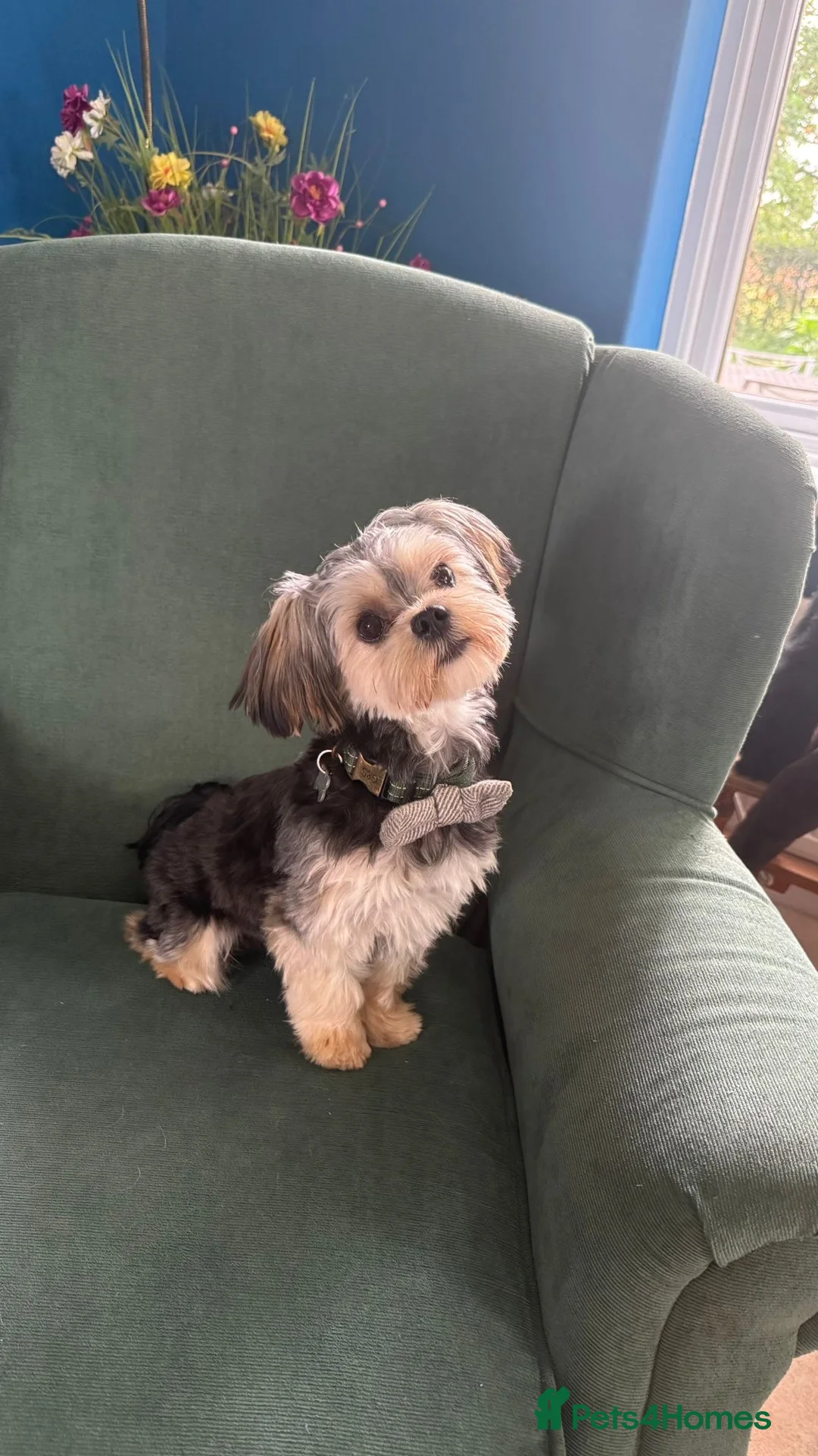 Morkie dogs for sale: Beautiful morkie boy available  - Advert 1