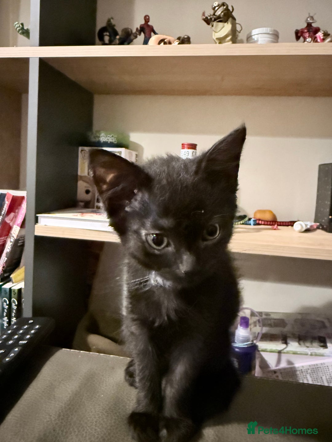 Bombay cats for sale: 3 black Bombay kittens female - Advert 4