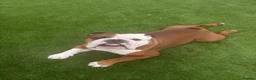 English Bulldog dogs for stud: Red and white English bulldog  in Bathgate - Advert 3