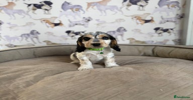 Cocker Spaniel dogs - Advert 8