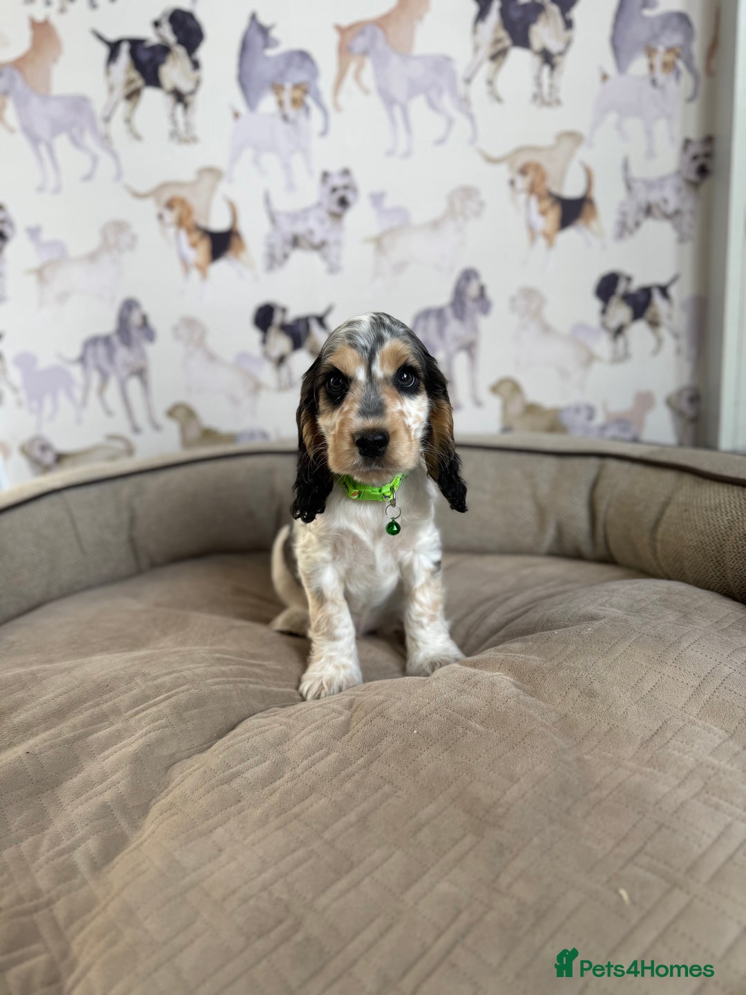 Cocker Spaniel dogs for sale: Beautiful show litter Cockers ready now - Image 3