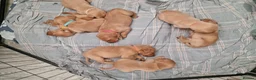 Labrador Retriever dogs for sale: Ready Now! Beautiful Red Fox Labrador Puppies - Advert 12