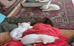 British Shorthair cats for sale: Pet Kittens  - Image 6