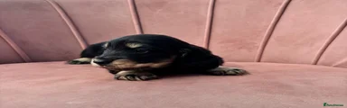 Miniature Dachshund Puppy 1