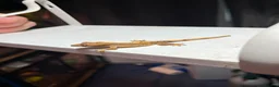 Gecko reptiles for sale: Crested and chahouas geckos - Advert 5