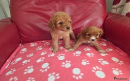 Cavapoo dogs for sale: F1 cavapoos  - Image 11