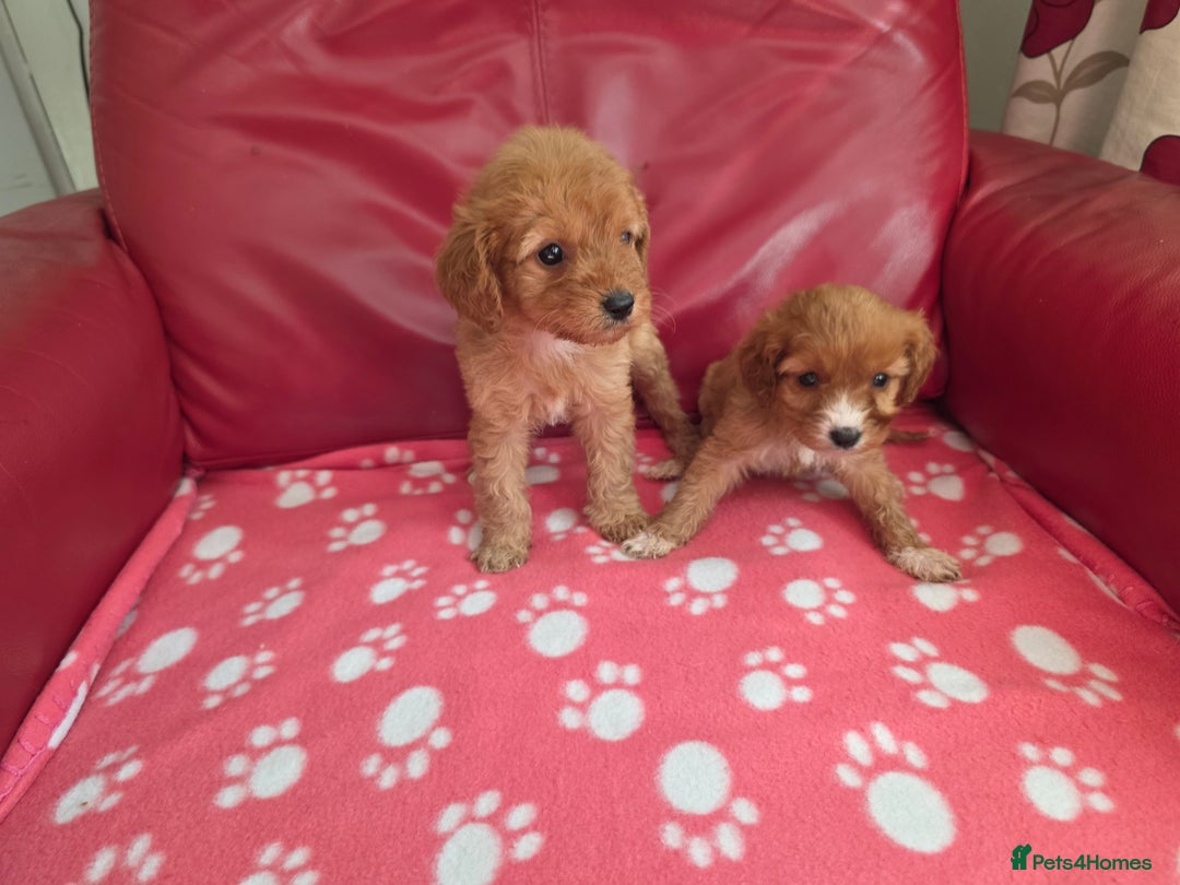 Cavapoo dogs for sale: F1 cavapoos  - Image 11