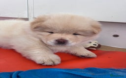 Chow Chow dogs for sale: Last 2 Beautiful chow chow puppies - Image 34