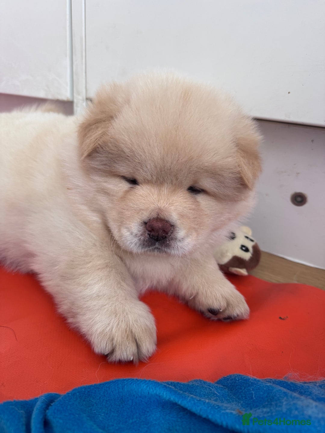 Chow Chow dogs for sale: Last 2 Beautiful chow chow puppies - Image 34